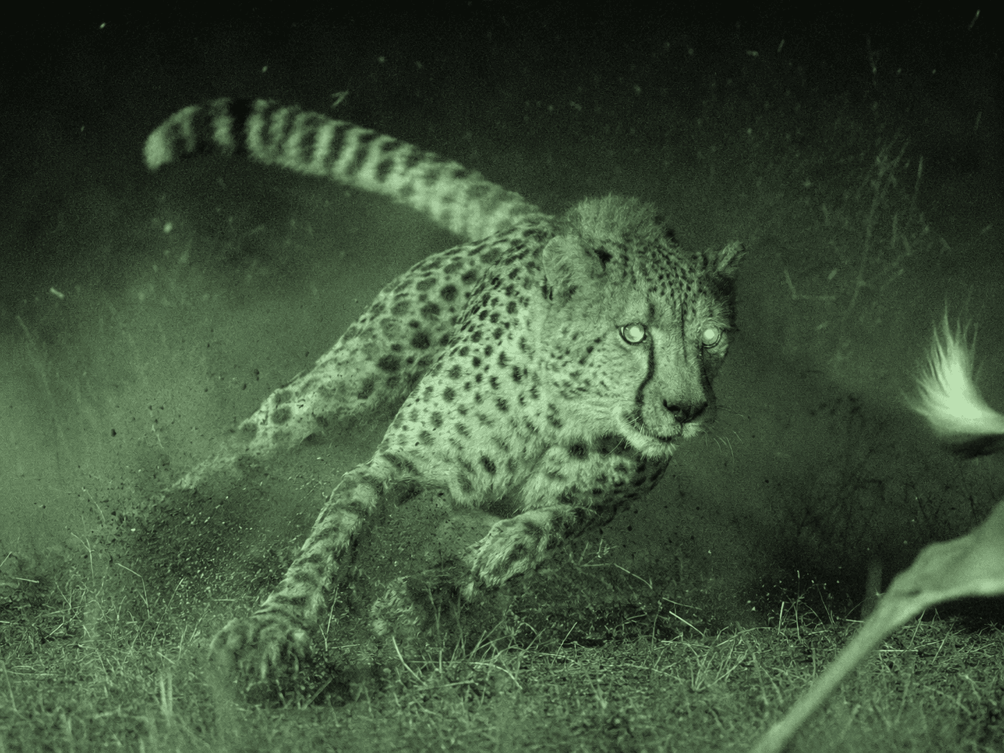 cheetah on a ridge under a night sky